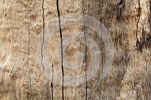 Pattern of trees and cracks