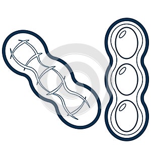 Peas Line Vector Isolated Icon customized and editable