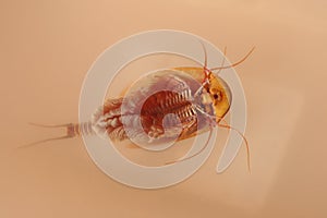 prehistoric insect found in the Belchite desert photo