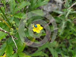 Ä°nsect on yellow flower in forest photo