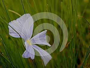 Blue flower in green grass close-up photo