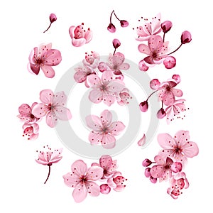 NSpring sakura cherry blooming flowers, pink petals and branches set. photo