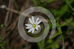 stellaria holostea /stilt-head photo