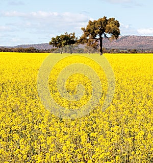 NSW outback near Cowra