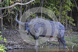 NT Water Buffalo