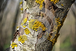 Moss-covered tree bark