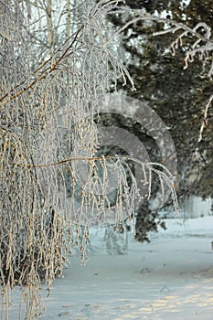 Trees in a snowy forest, winter, closeup