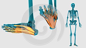 ntrinsic muscle of plantar part of foot on a white background - 3D model