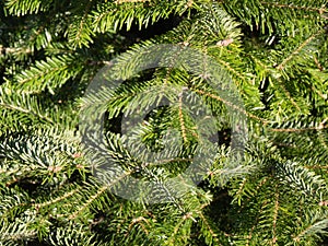 Nture needle forest tree evergreen macro background branch coniferous fir green wood plant spruce pine fur christmas twig