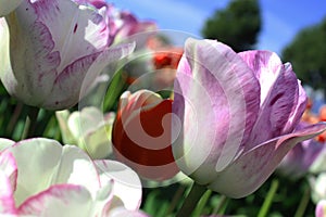 Nuanced tulips with blue and green background