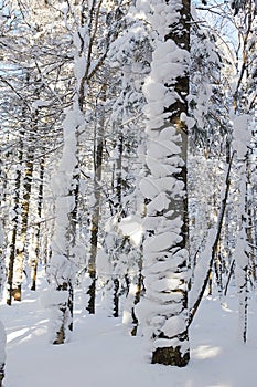 The nubbly snow on the tree photo