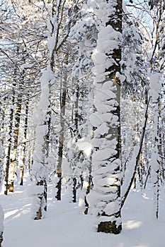 The nubbly snow on the tree