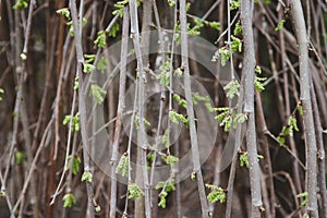 Nubby green leaf buds on weeping tree branches