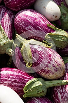 Nubia aubergines or eggplants for fresh European healthy diet