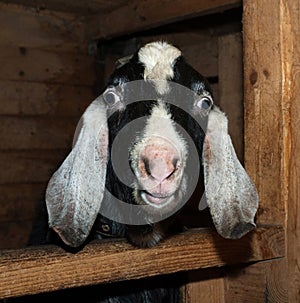 Nubian black and white goat in barn