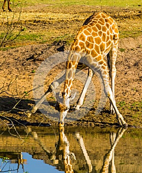 Nubian giraffe standing in a funny split pose while drinking water from the lake, Critically endangered animal specie from Africa