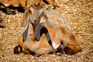 Nubian Goat