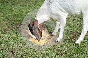 Nubian goat eating corn from ground