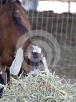 Nubian Goat Eating Hay