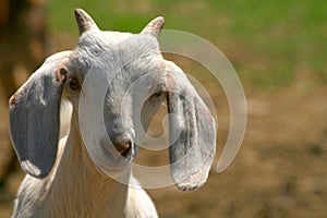 Nubian Goat Kid