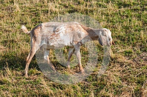 Nubian goat looking around