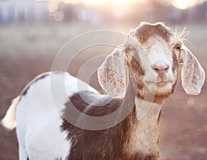 Nubian Goat in Sunset