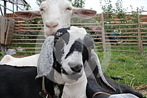 Nubian goats cuddle farm animals make friends together