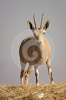 Nubian Ibex photo