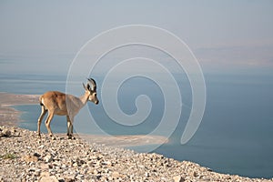 Nubian Ibex photo