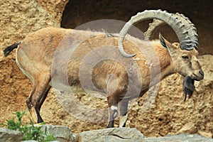 Nubian ibex photo