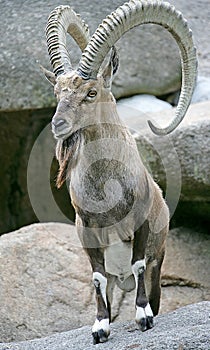 Nubian ibex 3