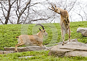 Nubian ibex