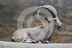 Nubian Ibex.