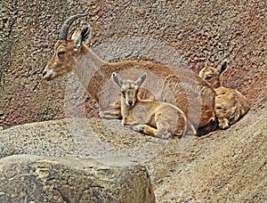 Nubian Ibex