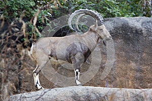 Nubian Ibex photo