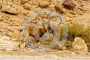 Nubian Ibex in the Arava desert valley