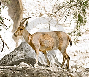 Nubian ibex capra