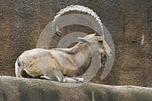 Nubian Ibex (Capra nubiana)
