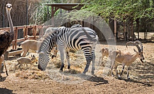Nubian ibex Capra nubiana, ostrich, and zebra