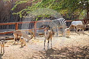 Nubian ibex Capra nubiana and zebra