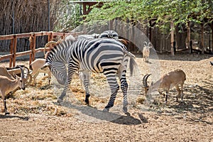 Nubian ibex Capra nubiana and zebra