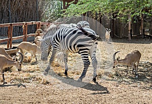 Nubian ibex Capra nubiana and zebra at zoo
