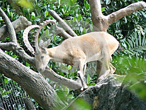 Nubian ibex