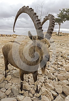 Nubian ibex