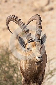 Nubian ibex in the desert near the Dead Sea. Ein Gedi, Israel