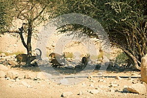 Nubian ibex in Ein Gedi (Nahal Arugot) at the Dead Sea, Israel