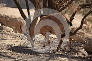 Nubian Ibex in the Ein Gedi Nature Reserve