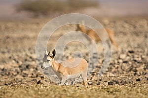 Nubian Ibex goat