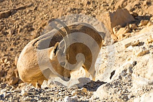 Nubian Ibex Goat Ramon Crater in Israel