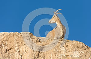 Nubian Ibex Goat Ramon Crater in Israel